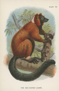 Red-Ruffed Lemur tekijältä English School