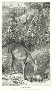 Punahirvi (kaiverrus) tekijältä English School