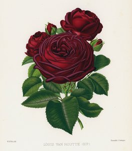 Ruusutarha: Louis Van Houtte, HP tekijältä English School