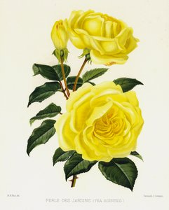 Ruusutarha: Perle Des Jardins, teen tuoksuinen tekijältä English School