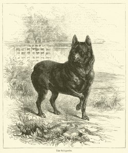 Schipperke (kaiverrus) tekijältä English School