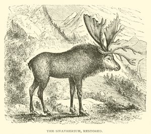 Sivatherium, kunnostettu (kaiverrus) tekijältä English School