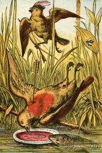 Sparrow, Cock Robin ja kala tekijältä English School