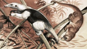 Tamandua tekijältä English School