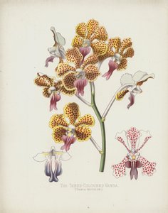 Kolmivärinen Vanda, Vanda Tricolor tekijältä English School