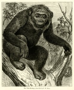 Twin Monkeys, elämästä (kaiverrus) tekijältä English School
