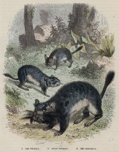 Viscacha, Nuori Viscacha, Chinchilla (värikaiverrus) tekijältä English School