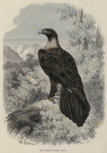 Wedge-tailed Eagle (värillinen kaiverrus) tekijältä English School