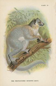 Valkojalkainen Sportive-Lemur tekijältä English School