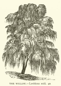 The Willow, Leviticus, xxiii, 40 (kaiverrus) tekijältä English School
