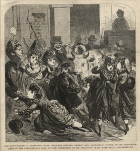 Karjanäyttely Islingtonissa
