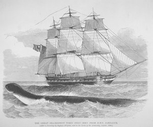 Suuri merikäärme nähtynä ensimmäisen kerran HMS Daedalusista vuonna 1848, noin 1848 (kaiverrus) tekijältä English School