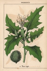 Piikkiomena valkoisilla kukilla ja piikikkäillä hedelmillä.   , julkaisusta "The Instructive Picturebook, or Lessons from the Vegetable World", [Charlotte Mary Yonge], Edinburgh tekijältä English School