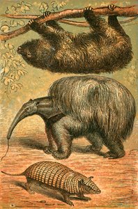 Three Toes Sloth, Isomuurahaiskari ja Armadillo tekijältä English School