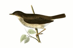 Thrush Nightingale, kuvitus Charles Robert Breen (1811-86) teoksesta "A History of the Birds of the Birds of the British Islands" (1811-86), julkaistu 1867
