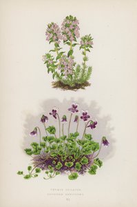 Thymus Striatus; Erpetion Reniforme (värilitro) tekijältä English School
