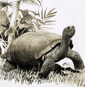 Tortoise tekijältä English School