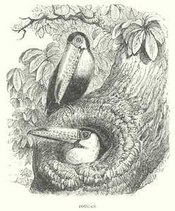 Tukaani (kaiverrus) tekijältä English School