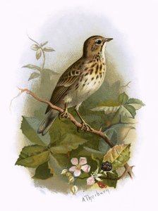 Puu Pipit