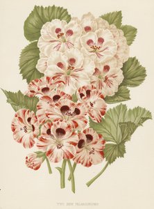 Kaksi uutta pelargoniaa (värilitro) tekijältä English School