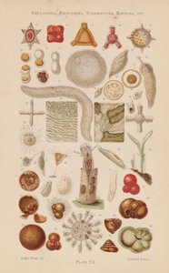 Mikroskoopin alla: Gregarinida, Polycystina, Foraminifera, Rotifera, jne (väriliitoskuva) tekijältä English School