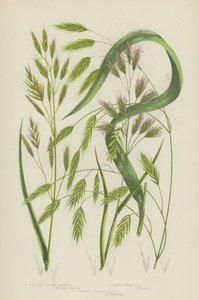 Pystykasvuinen brome-ruoho, karvainen puunurmikka, pystykasvuinen yksivuotinen brome-ruoho (värilitro). tekijältä English School