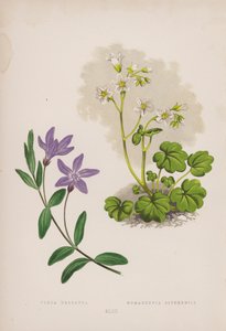 Vinca Herbacea; Romanzovia Sitchensis (väri litho) tekijältä English School