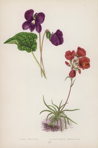 Viola Obliqua; Calandrinia Umbellata (väriliitossa) tekijältä English School