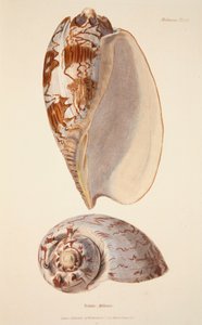 Voluta Miltonis, pub. 1833 käsinvärjätty kaiverrus. tekijältä English School