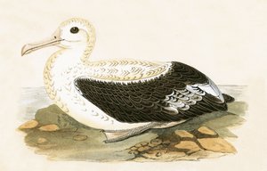 Vaeltava albatrossi, kuvitus Charles Robert Breen (1811-86) teoksesta "A History of the Birds of the Birds of the British Islands", julkaistu 1867