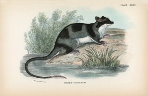 Vesi-Opossum tekijältä English School