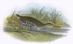 Vesikisko