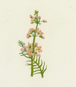 Vesivioletti, Hottonia Palustris tekijältä English School