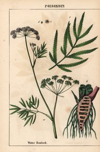 Vesihemlock näyttää lehdet, juurirakenteen ja kukat. Cicuta virosa   , julkaisusta "The Instructive Picturebook, or Lessons from the Vegetable World", [Charlotte Mary Yonge], Edinburgh tekijältä English School
