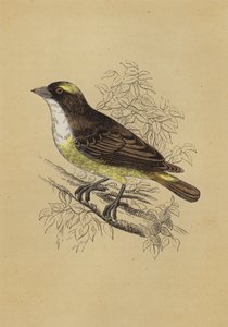 Weaver Bird (väri litho) tekijältä English School