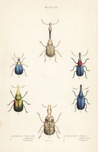 Koirakot: Attelabus longicollis 1, Attelabus gemmatus 2, Attelabus ruficollis 3, Byctiscus populi 4, Rhycnhites pubescens 5 ja Rhynchites collaris 6 tekijältä English School