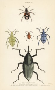 Kärkset ja kovakuoriaiset: Curculio latreillii 1, Curculio sexdecempunctatus 2, Trichaptus mutillarius 3, Pissodes castaneus 4 ja Calandra heros 5 tekijältä English School