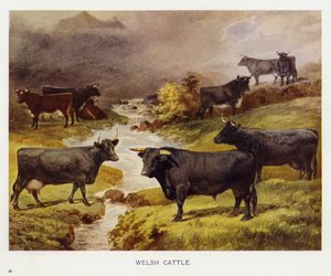 Walesin karja (väri litho) tekijältä English School