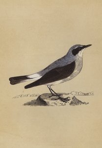 Vehnäpuu (väri litho) tekijältä English School