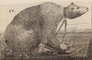 White Bear esillä Mr Bodysissa, Mulberry Gardenissa tekijältä English School