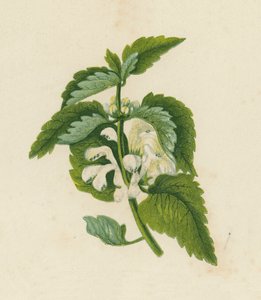 Valkoinen kuollut nokkonen, Lamium Album (värilitro) tekijältä English School