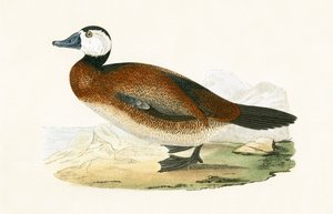 White Headed Duck, kuvitus Charles Robert Breen (1811-86) teoksesta "A History of the Birds of the Birds of the British Islands", julkaistu 1867 tekijältä English School