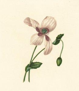 Valkoinen unikko, Papaver Somniferum (värilitro) tekijältä English School