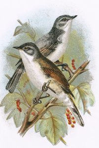 Whitethroat (alhaalla) ja Lesser Whitethroat (ylhäällä)