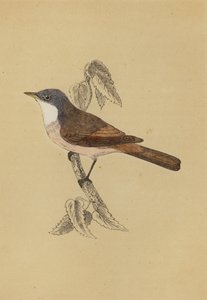 Whitethroat (väri litho) tekijältä English School
