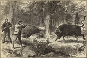Villi härän ammunta Galapagossaarilla