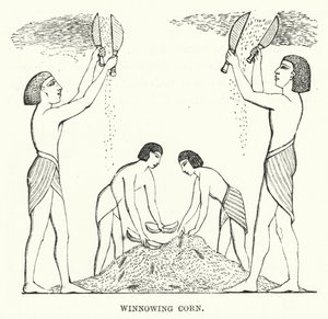 Winnowing Corn (kaiverrus) tekijältä English School