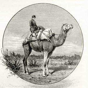 Nainen kamelin selässä Australiassa, noin 1880, Howard Willoughbyn julkaisemasta teoksesta 