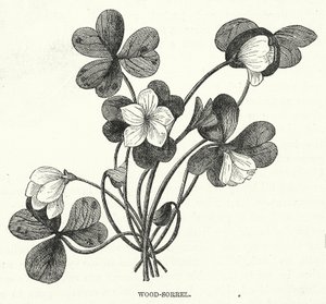 Wood-Sorrel (kaiverrus) tekijältä English School