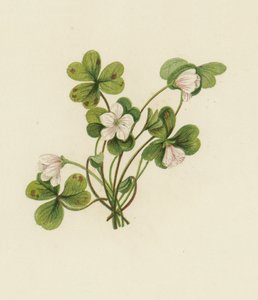 Puu-sorrel, Oxalis Acetosella (väri litho) tekijältä English School